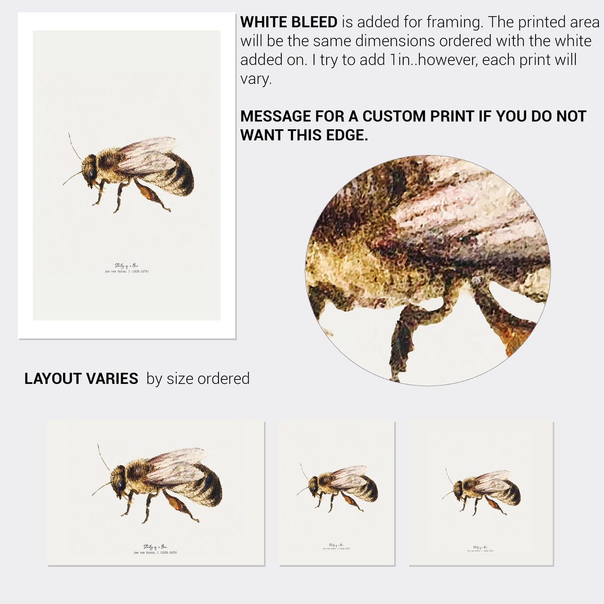 Bee Vintage Illustration Fine Art Print