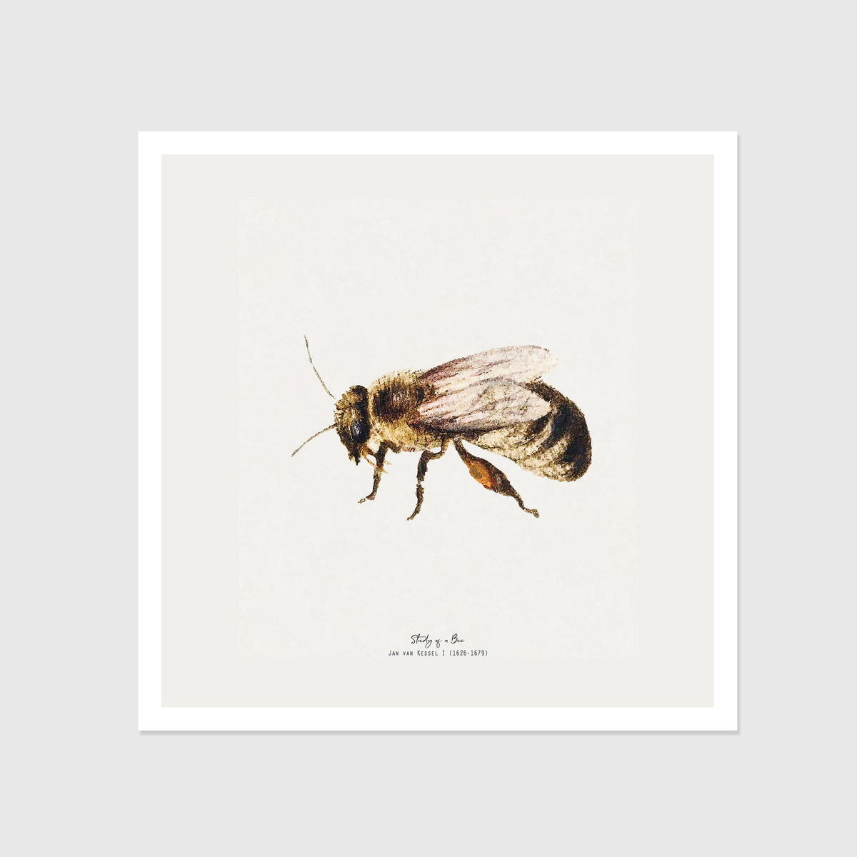 Bee Vintage Illustration Fine Art Print