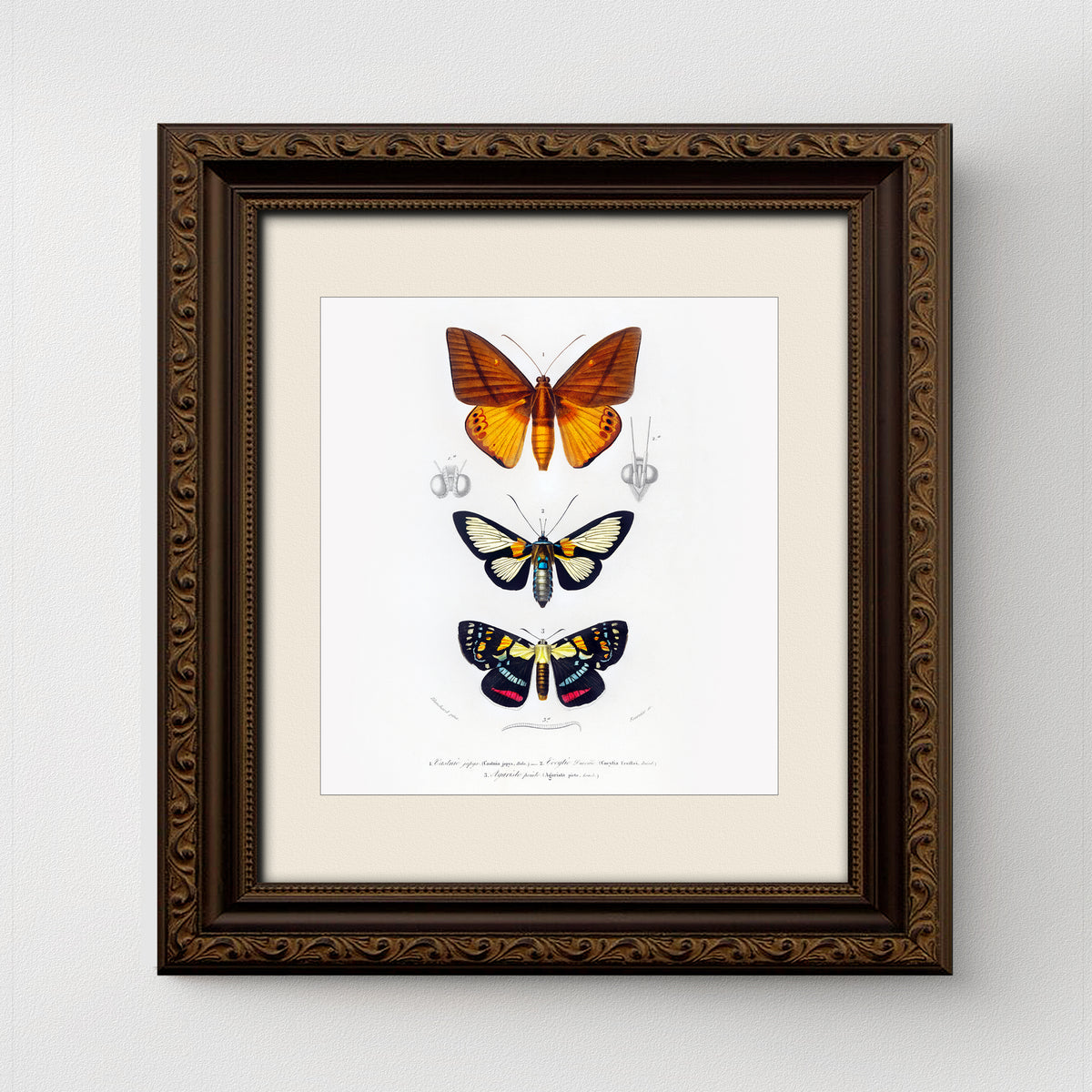 Butterfly Vintage French Illustration Fine Art Print