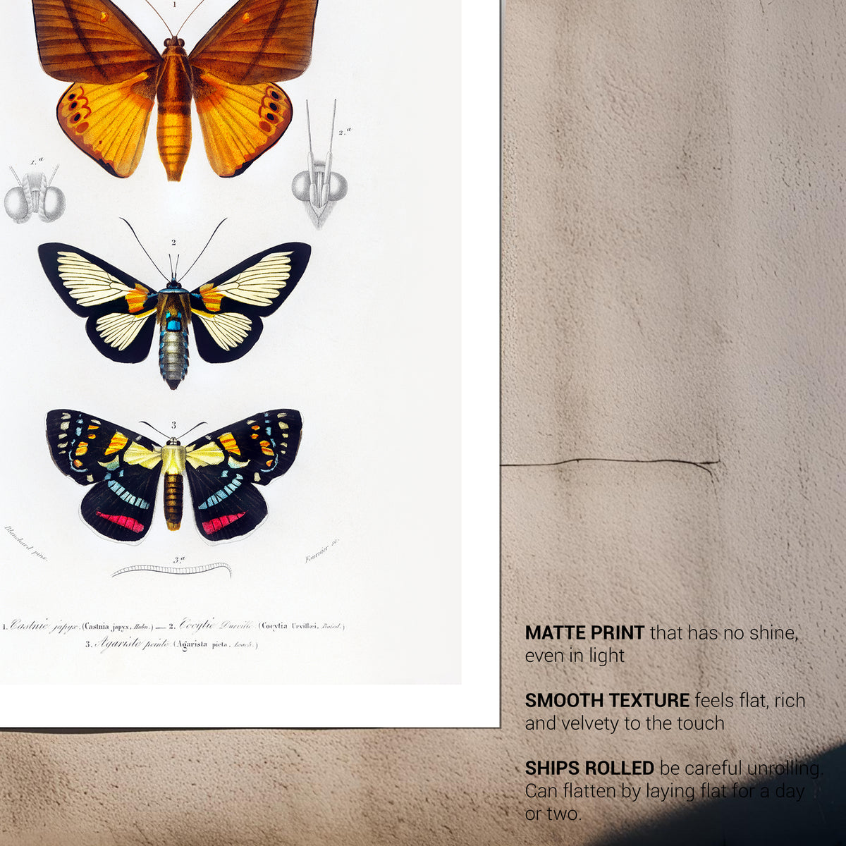 Butterfly Vintage French Illustration Fine Art Print