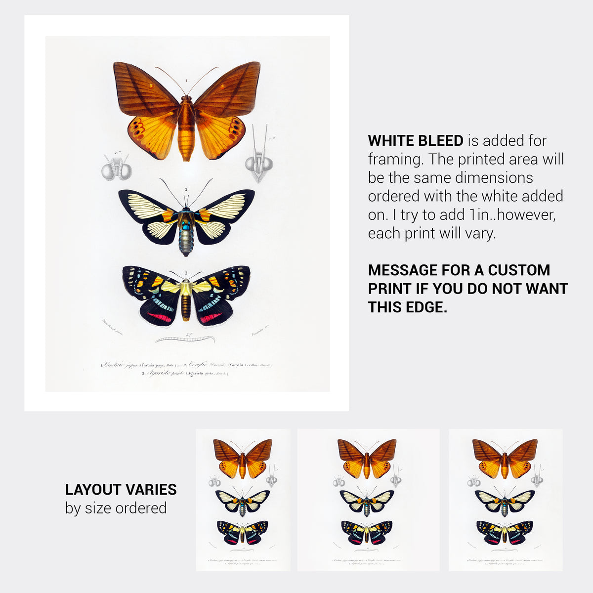 Butterfly Vintage French Illustration Fine Art Print