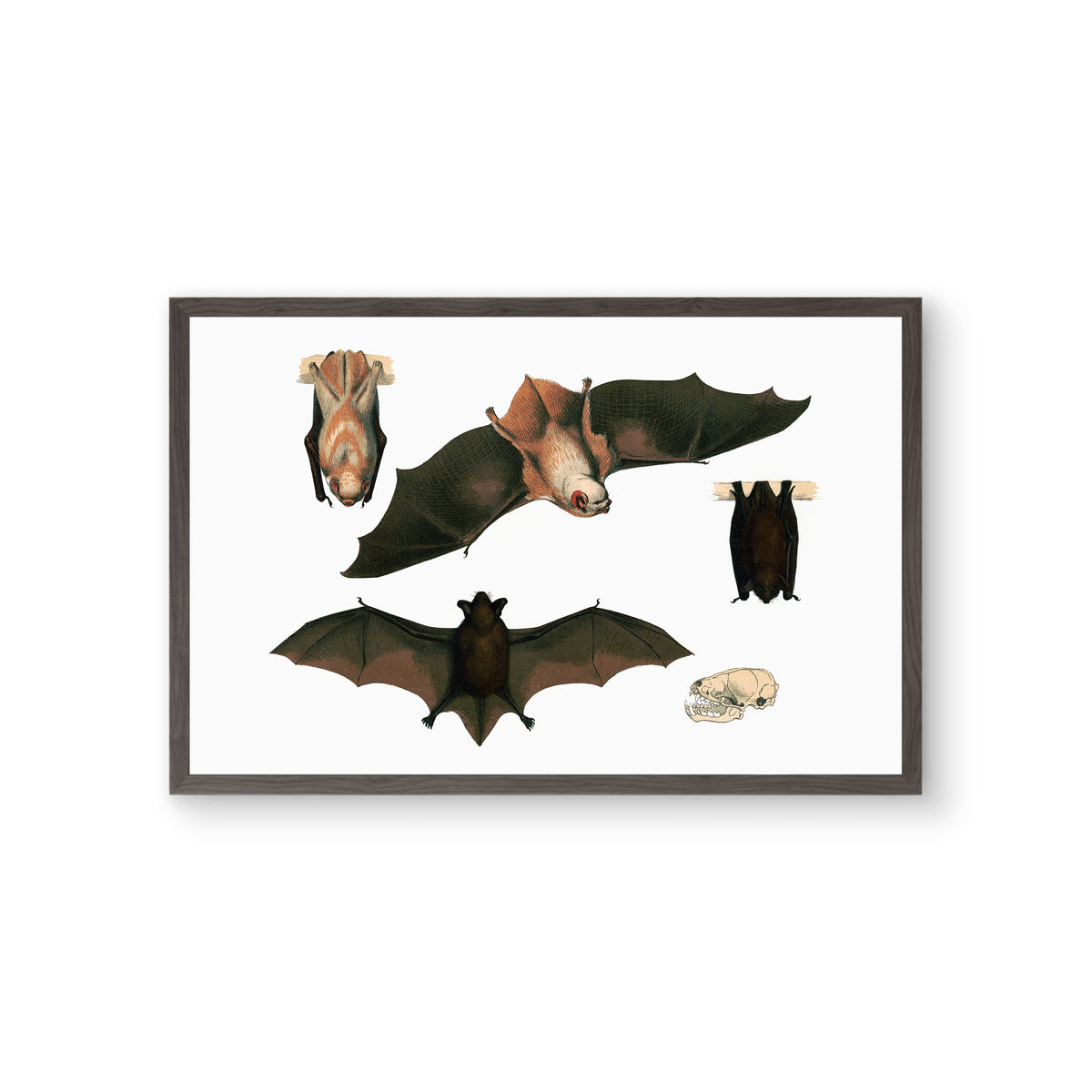 Red Bat Illustrated Fine Art Print