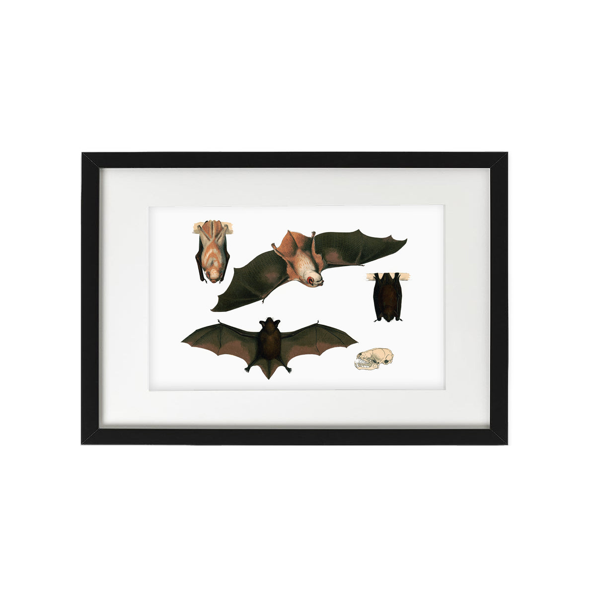 Red Bat Illustrated Fine Art Print