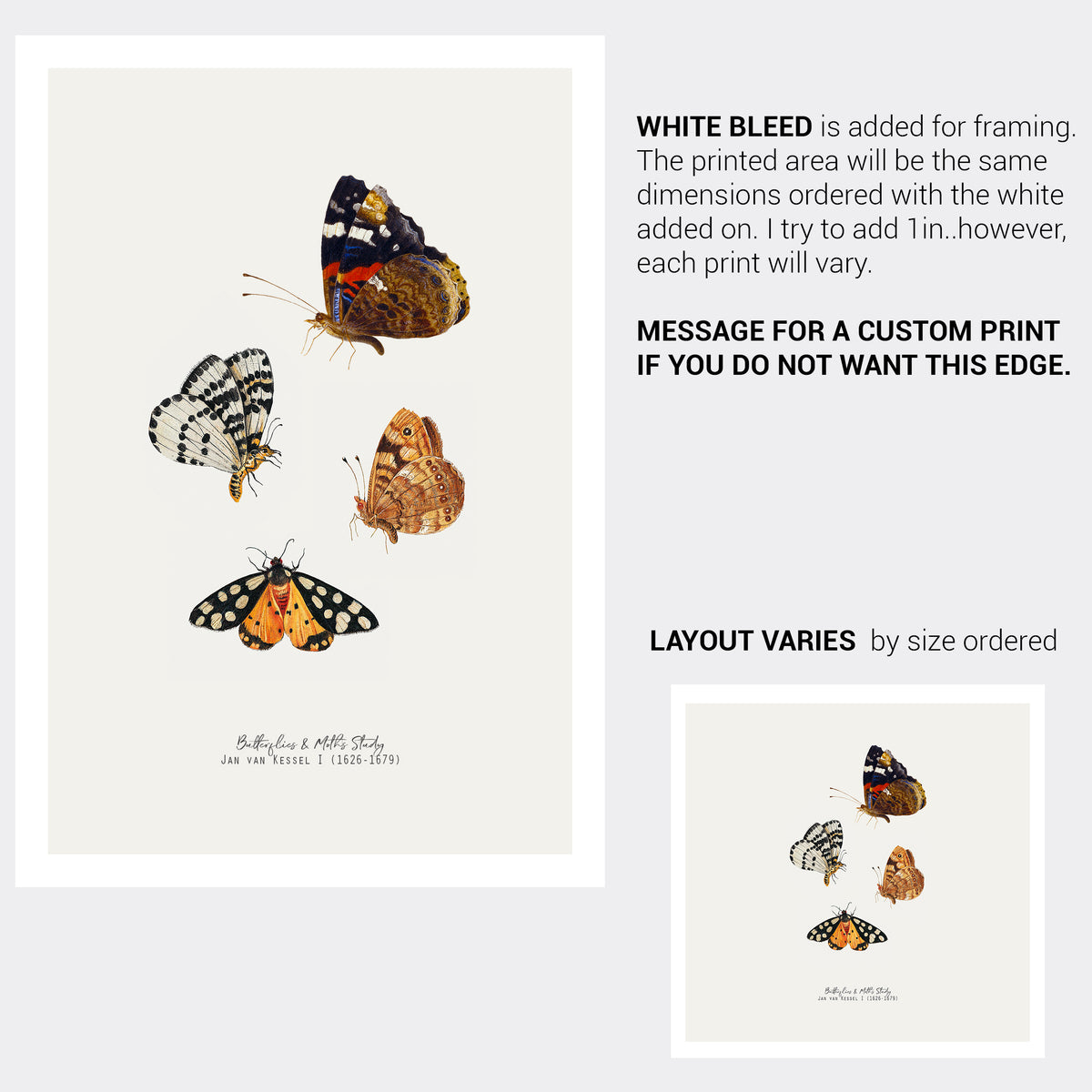 Butterfly &amp; Moth Vintage Illustration Fine Art Print