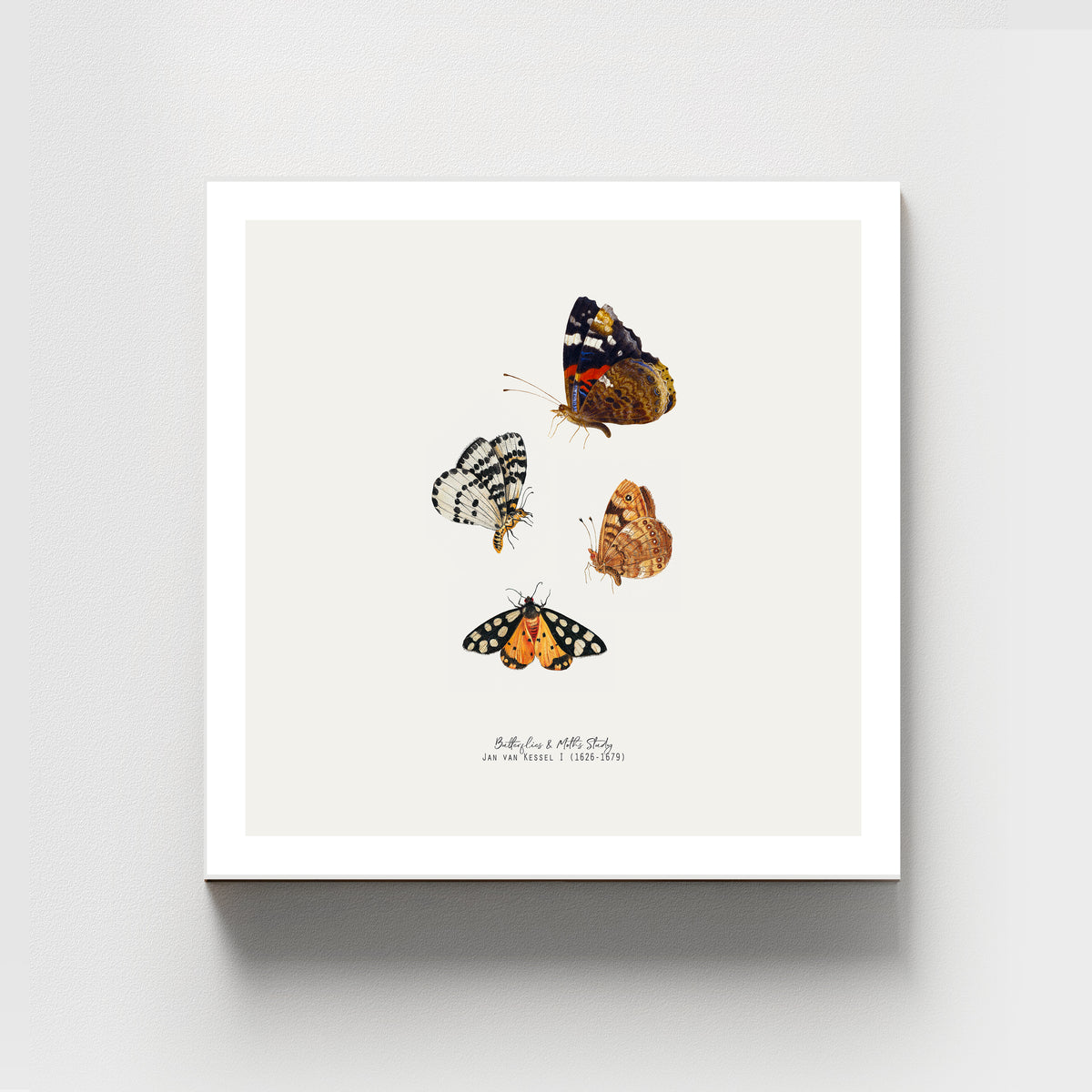 Butterfly &amp; Moth Vintage Illustration Fine Art Print