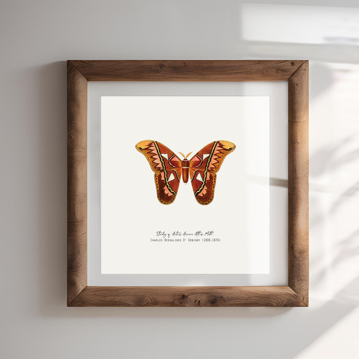 Atlas Moth Vintage French Illustration Fine Art Print