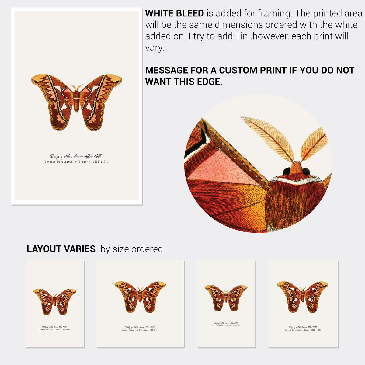 Atlas Moth Vintage French Illustration Fine Art Print