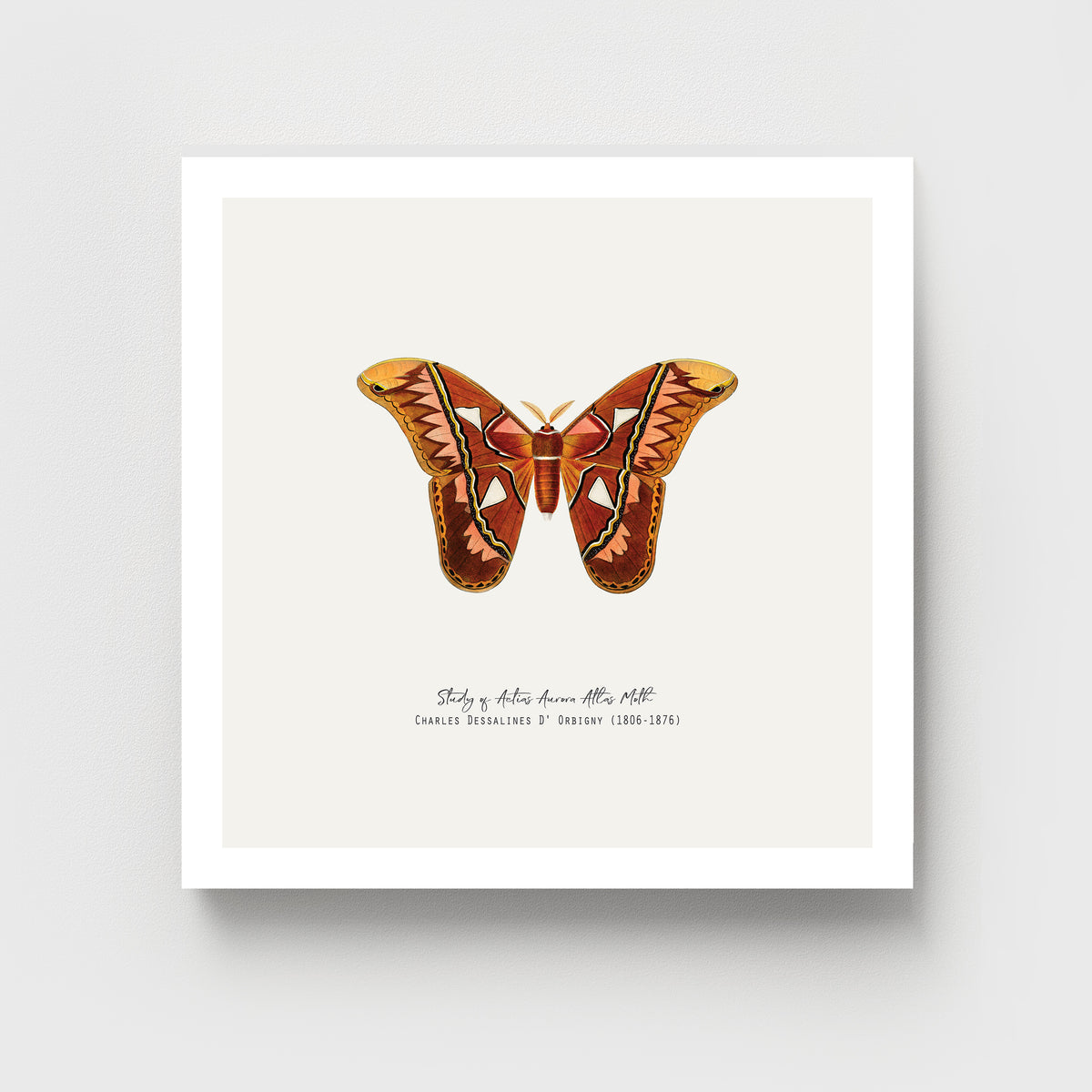 Atlas Moth Vintage French Illustration Fine Art Print