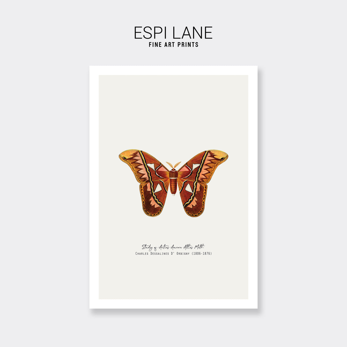 Atlas Moth Vintage French Illustration Fine Art Print