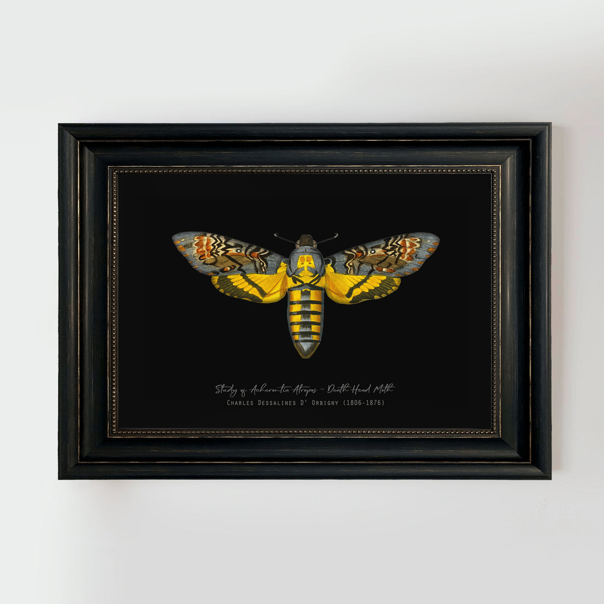 Vintage Illustration Death&#39;s Head Moth Fine Art Print