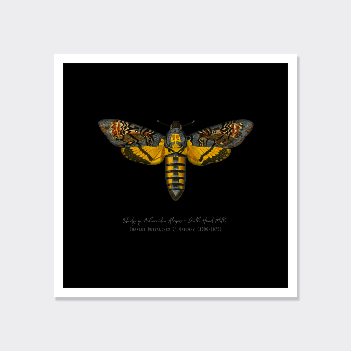 Vintage Illustration Death&#39;s Head Moth Fine Art Print