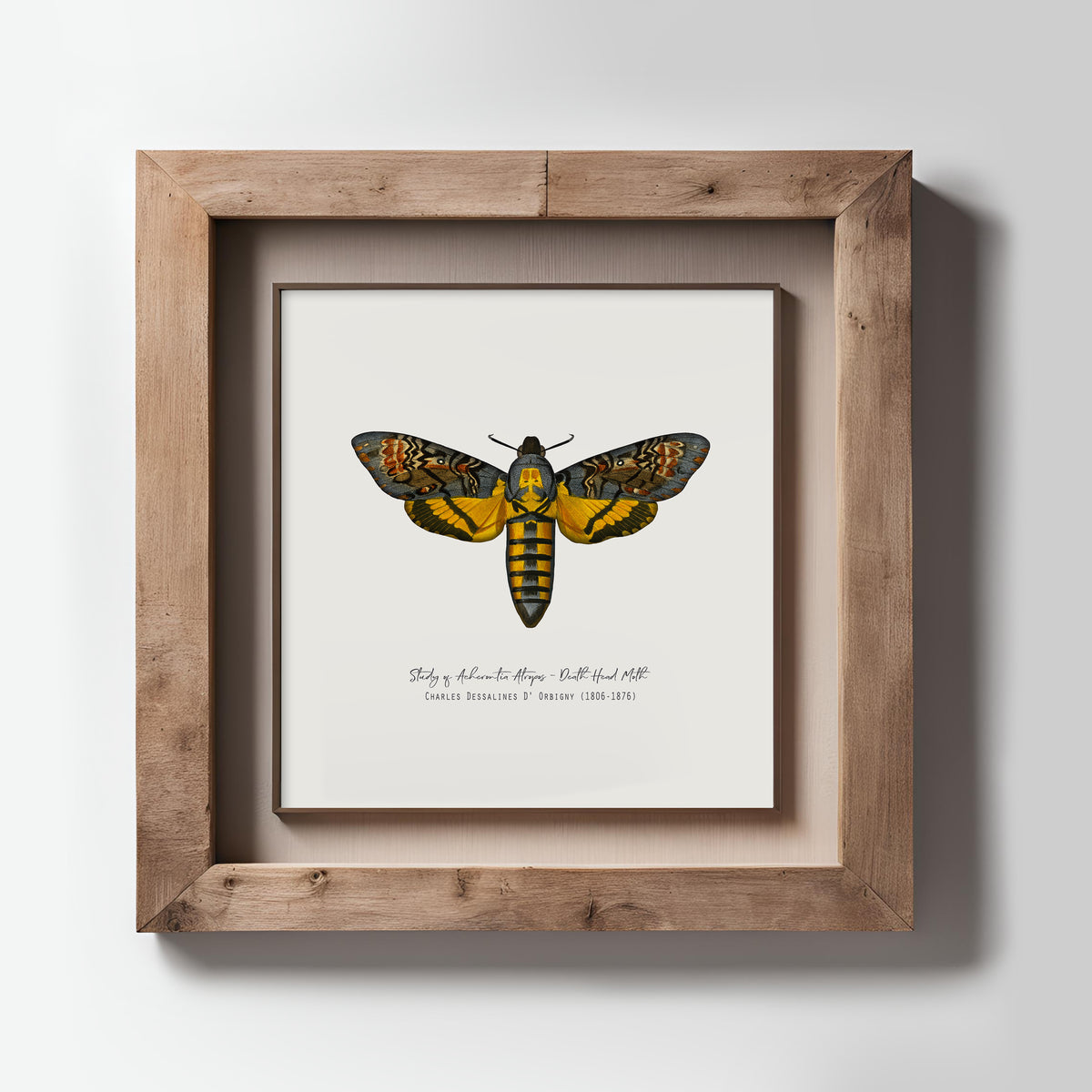 Vintage Illustration Death&#39;s Head Moth Fine Art Print