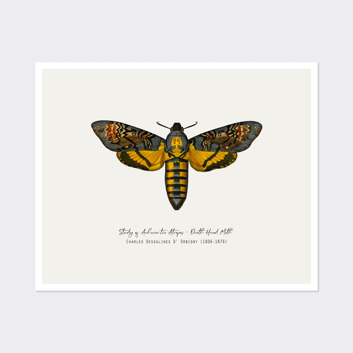 Vintage Illustration Death&#39;s Head Moth Fine Art Print