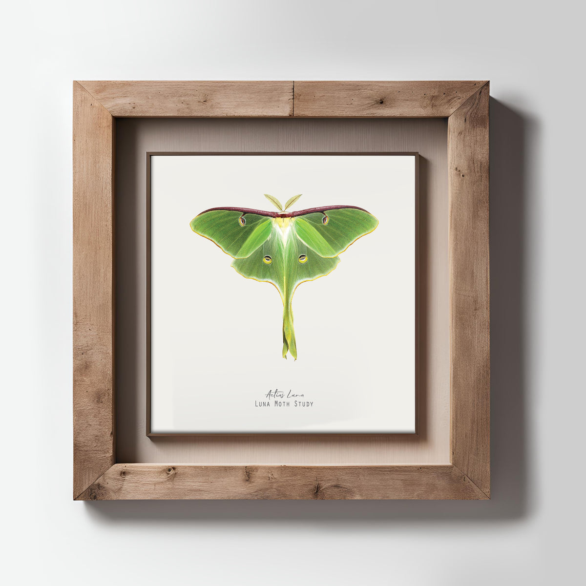 Luna Moth Vintage Illustration Fine Art Print