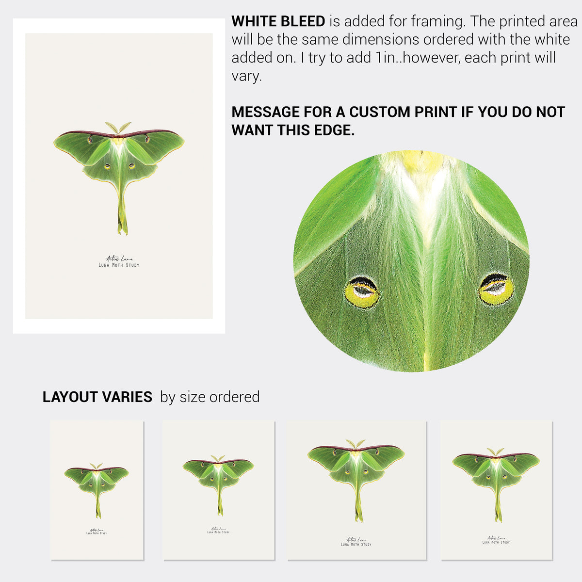 Luna Moth Vintage Illustration Fine Art Print