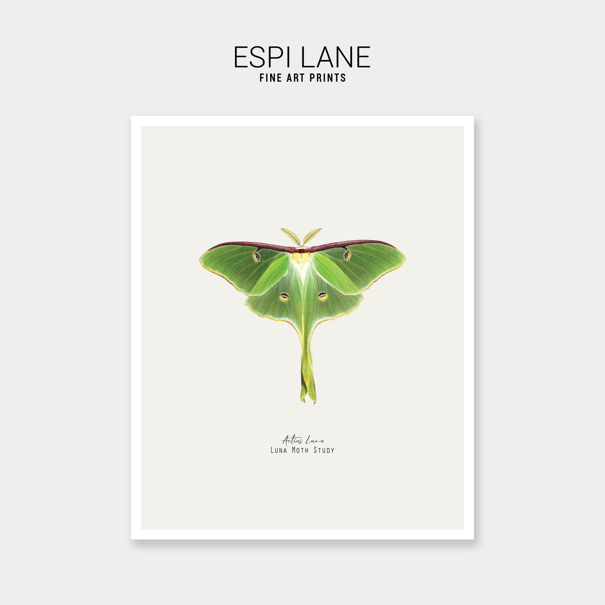 Luna Moth Vintage Illustration Fine Art Print